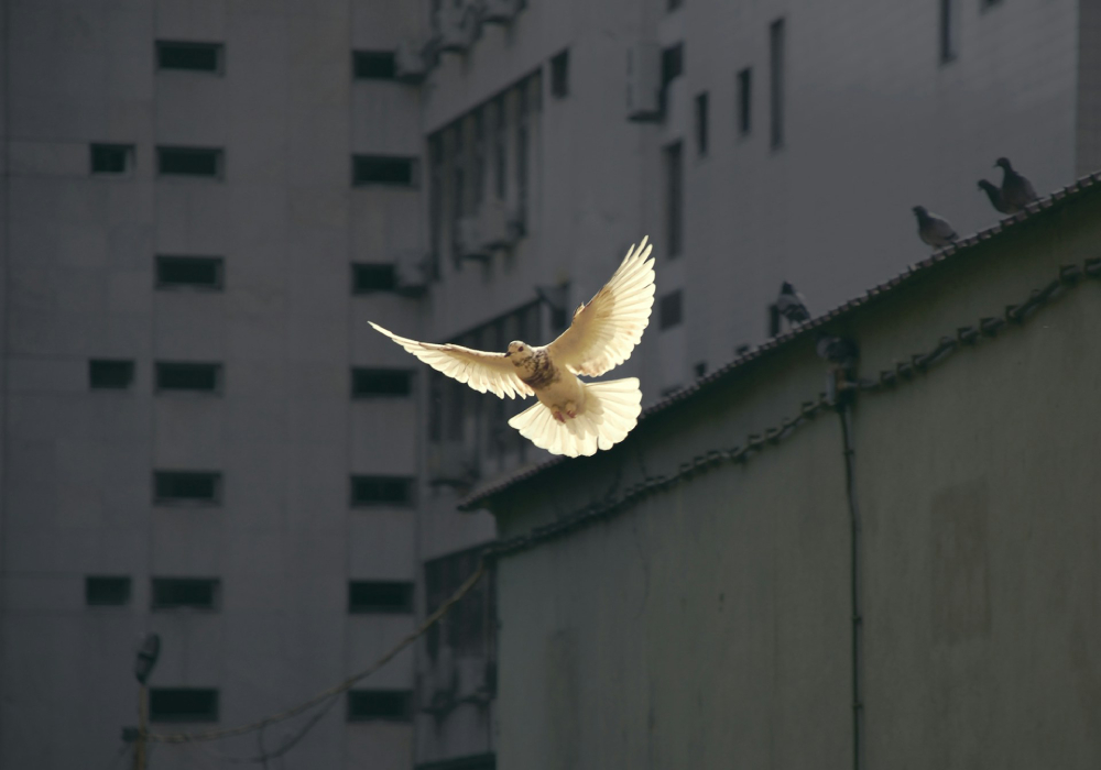 Dove representing the Holy Spirit A speckled white dove illuminated by warm sunlight, photographed mid-flight in a gray urban area.