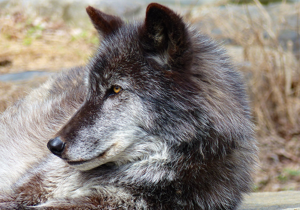 The legend of St. Francis and Brother Wolf is a story not of taming, but of cooperation and mutual understanding, writes Nancy F. Castaldo. The legend stands as a reminder that true peace comes from cooperation, not domination, and that even our adversaries have a place in God's creation. (Nancy F. Castaldo)